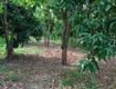 Cần bán 14 công đất vườn trồng xoài   bình hàng trung, cao lãnh, đồng tháp 
