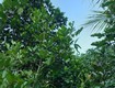 Chính chủ: bán đất sân vườn 