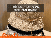 Thủ tục nhập khẩu nón thời trang