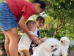 Chủ hộ cần bán gấp lô đất 200m vuông tại phường 2 bảo lộc giá...