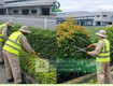 Dịch vụ Cưa cây Cắt tỉa cây xanh Đồng Nai giá rẻ nhanh chóng 
