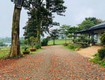 Đất vườn nghỉ dưỡng Lộc Tân   Lý Thái Tổ   Giá chỉ 800 Triệu cho...