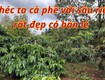 Chính chủ bán 6,5 héc ta đất cà phê   đắk song, đắk nông 