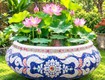Chậu hoa dán miễng sành   chậu khảm sành sứ   nghệ nhân dán miễng sành...