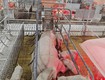 Ttrại heo 4.800 nái, cho thuê 2 tỷ/tháng 