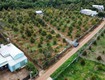 Hot   chính chủ bán đất vườn sầu riêng dang thu hoạch   diện tích: 15.337,4...