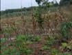 Bán đất 2 mặt tiền đường sau ubnd xã hòa hội   1.151,8m    giá...