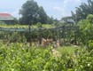 Bán gấp 332m2 đất full thổ cư nguyễn đình chiểu nd, phước hội, lagi 1.2 tỷ 