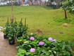 Đất ở   Thổ cư   Khu nghỉ dưỡng    Bảo Lộc 