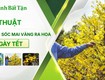 Cách chăm sóc mai vàng ra hoa đúng tết ở 2 miền 