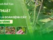 Kỹ thuật nhìn lá đoán bệnh mai vàng 