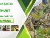 Trị bệnh Mai vàng bị cháy lá chi tiết 