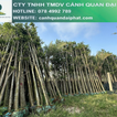 Cây công trình giá rẻ tại vườn - Thi công cảnh quan