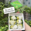 Hộp giấy nắp trong thiết kế đa dạng