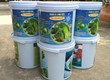 Tìm hiểu về nấm đối kháng Trichoderma 