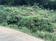 Cơ hội vàng đón sóng quy hoạch Y Tý thành Sapa 2 