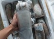 Mực nang cấp đông hàng câu Đảo Phú Quý chuẩn chất lượng 