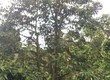 Chính Chủ Cần Bán Lô Đất Giá Siêu Rẻ Tại Bảo Lộc  Lâm Đồng 