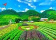 Đón sóng Mộc Châu lên thị xã, hoàn thiện quy hoạch khu du lịch quốc gia Mộc Châu...
