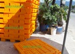 Pallet nhựa kê hàng giá rẻ 0905568292   0905749968   0932344292 
