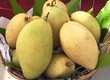 Bí mật về những trái Xoài 