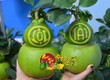 Tuyển Đại lý phân phối Bưởi Hồ Lô Tài Lộc tại Hải phòng 
