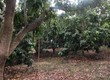 Chính chủ cần bán Lô Đất sổ đỏ 10.000m2 tại TP Cam Ranh. 