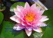 Bán hoa Súng kép nhiều màu sắc tuyệt của Thái Lan , Nhật Bản , Úc nở hoa...