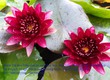 Bán hoa Súng Thái Lan , Mỹ , Úc , Canada , Nhật Bản nhiều màu sắc rực...
