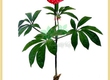 Tìm hiểu thông tin về cây tam thất 