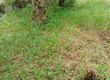 Bán gấp mảnh vườn 600m2 đường nhựa 6m  hiện hữu đang trồng dừa full đất giá 1tỷ05...