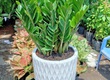 Cây cảnh   Cây xanh   Cây công trình   Chậu trồng cây 