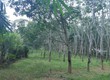 Đất cao su 13.202m2 Chính chủ, Ngộp ngân hàng giảm 30 giá mua nhanh năm 2023 tại xã...