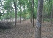 Đất cao su 15.840m2 Chính chủ, Ngộp ngân hàng giảm 30 giá mua nhanh năm 2023 tại xã...