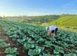 Đất nền giá rẻ Bảo Lộc khu nghỉ dưỡng cần ra nhanh 