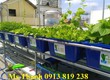 Thùng nhựa nuôi cá 500 lit   giao hàng toàn quốc 