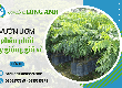 Cơ sở vườn ươm chuyên phân phối cây giống giá sỉ   Long Anh 