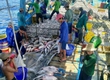 Hiện tại MH cần tuyển 15 ae. theo MH phụ tàu cá .phân loại cá mực. vvv 