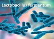 Imumentum vách tế bào Lactobacillus fermentum  Chìa khóa vàng  cho hệ miễn dịch khỏe 