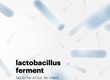 Lactobacillus ferment tăng cường miễn dịch cho cơ thể 