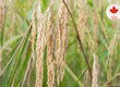 Phương pháp hiệu quả trong việc ngăn chặn và phòng trừ bệnh bạc lá lúa cho nông dân...