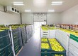 Kho lạnh bảo quản trái cây 