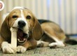 Lựa Chọn Đồ Chơi Cho Chó Con: Tạo Niềm Vui và Phát Triển Khả Năng 