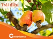 Thủ tục xuất khẩu hạt điều 