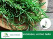 Tác dụng làm đẹp của Hydroxol hương thảo 
