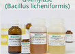 Α Amylase  Bacillus licheniformis 