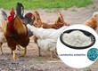 Lactobacillus acidophilus   Giải Pháp Tăng Năng Suất và Bảo Vệ Sức Khỏe Vật Nuôi  