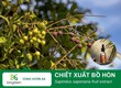 Chiết Xuất Bồ Hòn   Bí Quyết Làm Đẹp Xanh Từ Thiên Nhiên  