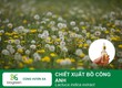 Chiết Xuất Bồ Công Anh:  Thần Dược  Thiên Nhiên Cho Làn Da Khỏe Đẹp 