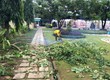 Dịch vụ chặt cây, cắt tỉa cành và thu gom tại Đồng Nai,HCM 
